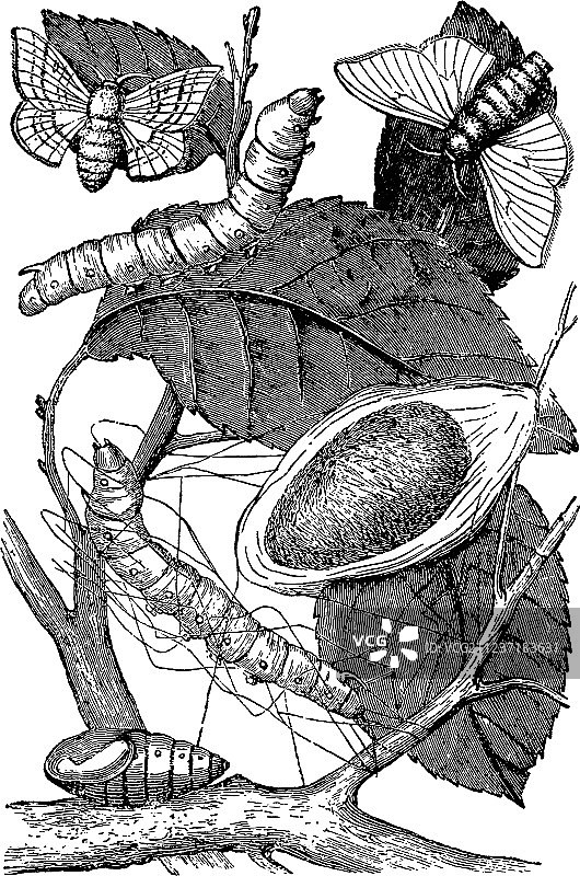 家蚕的老式幼虫蛹茧和蛾图片素材