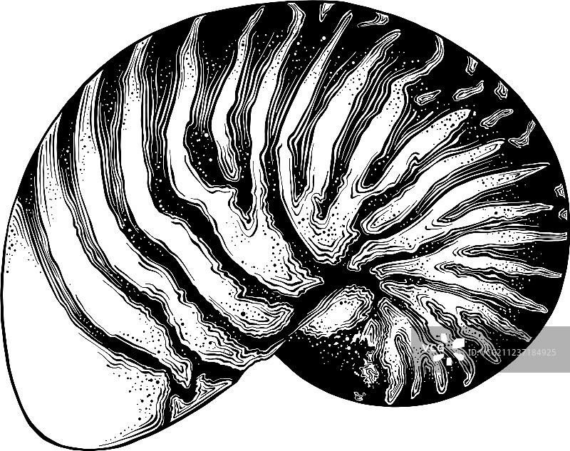 黑色手绘鹦鹉螺图片素材