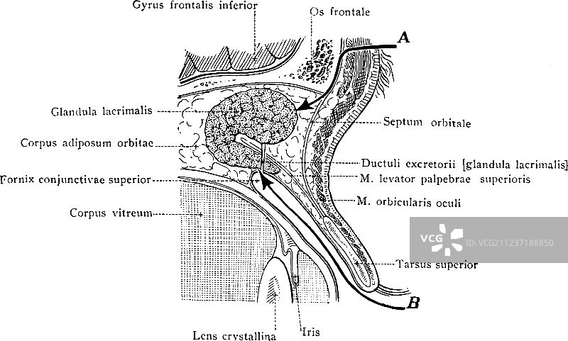 泪腺复古图图片素材