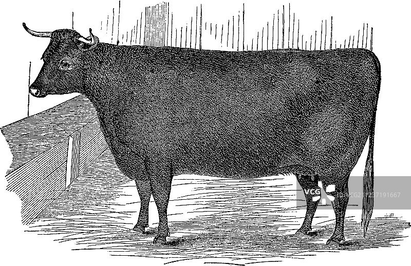 德文郡小母牛复古风图片素材