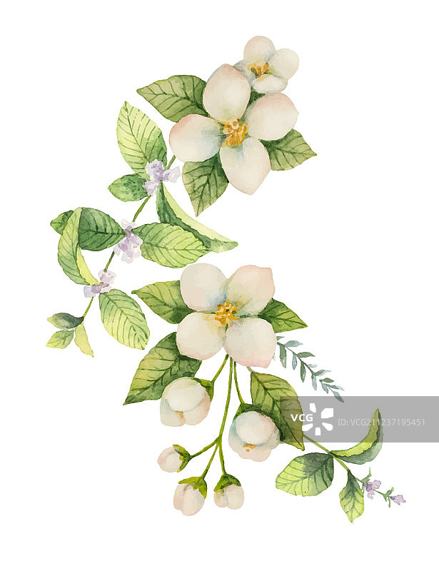 水彩茉莉和薄荷花环图片素材