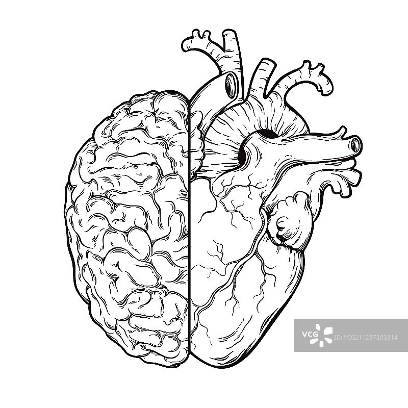 手绘线条人脑与心脏图片素材