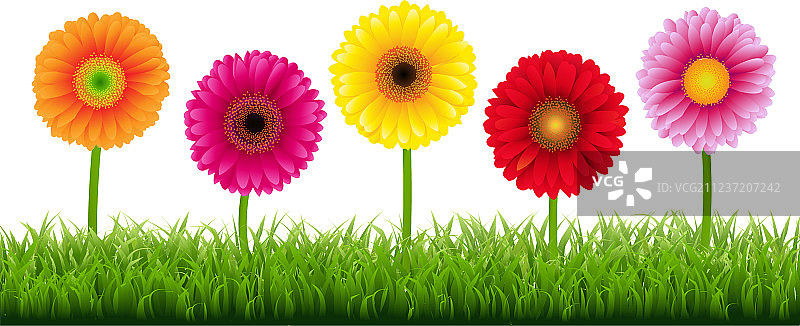 非洲菊和草地图片素材