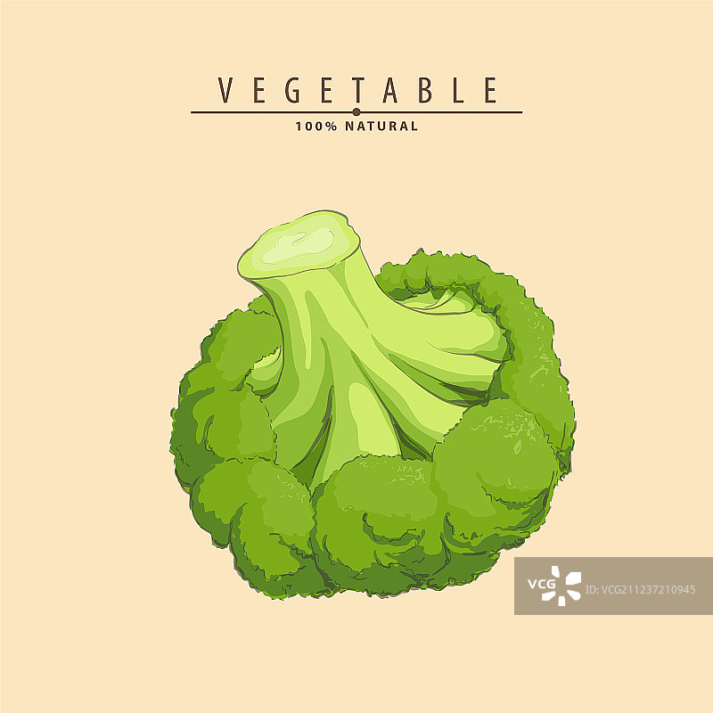 新鲜的绿色西兰花图片素材