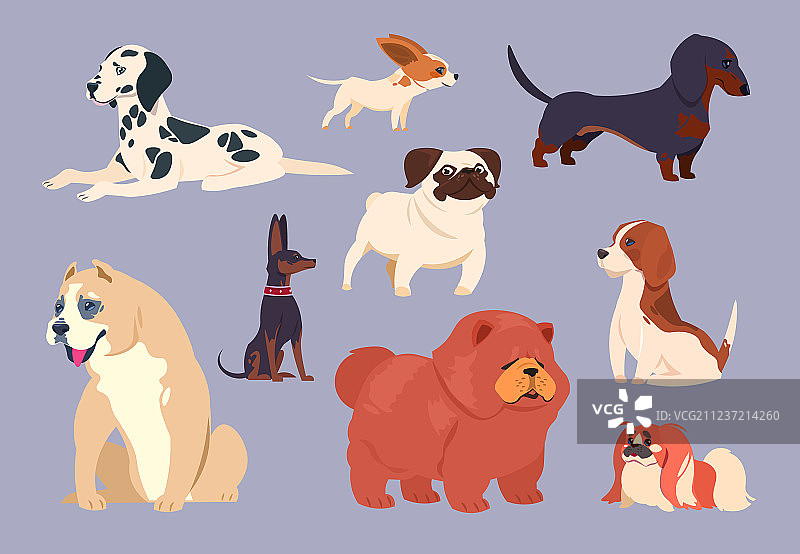 卡通小狗宠物不同品种（松狮犬）图片素材