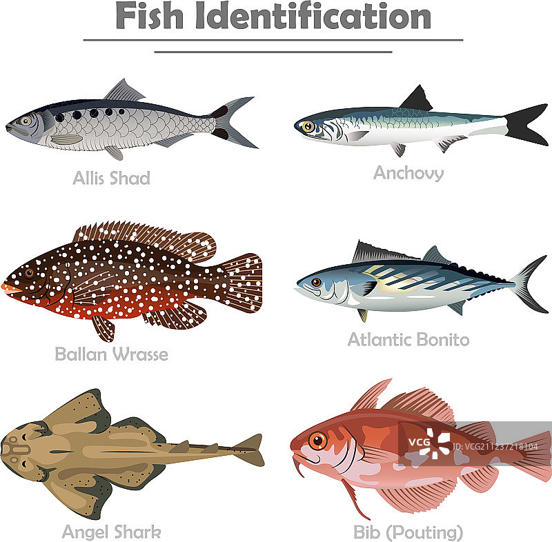 逼真鱼类图标合集图片素材