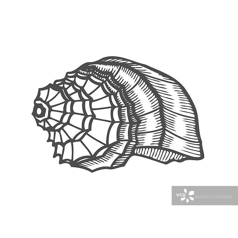 扇贝海螺图片素材