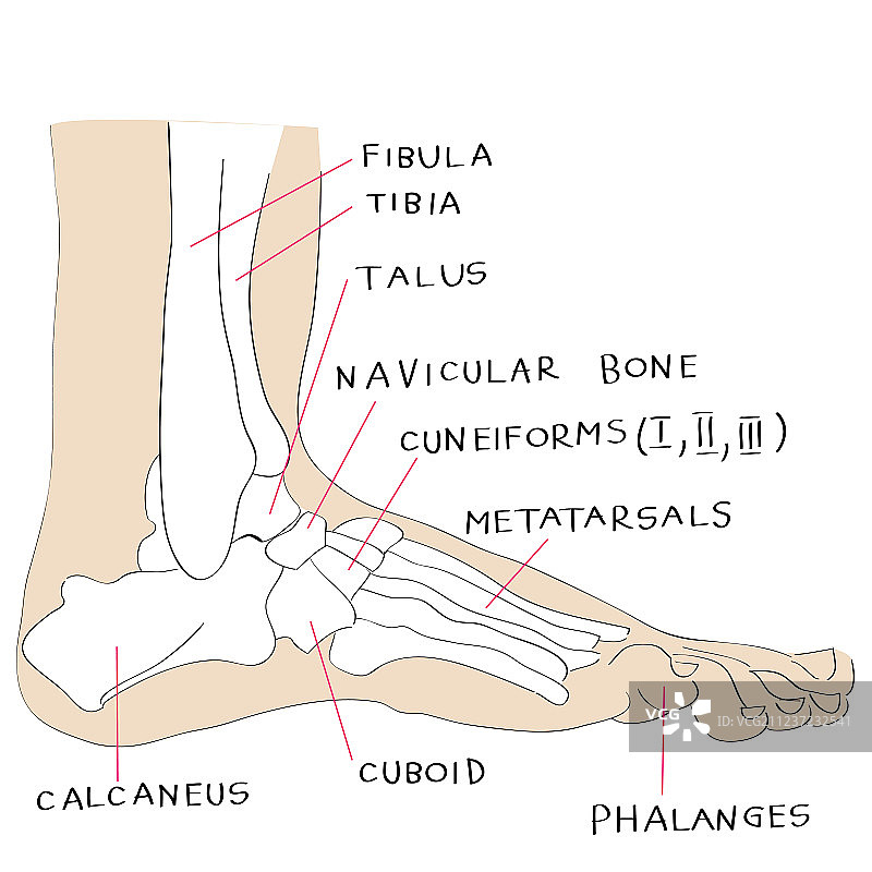 足部骨骼彩色侧视图图片素材