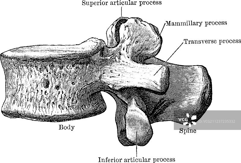 第三胸椎侧面复古图图片素材