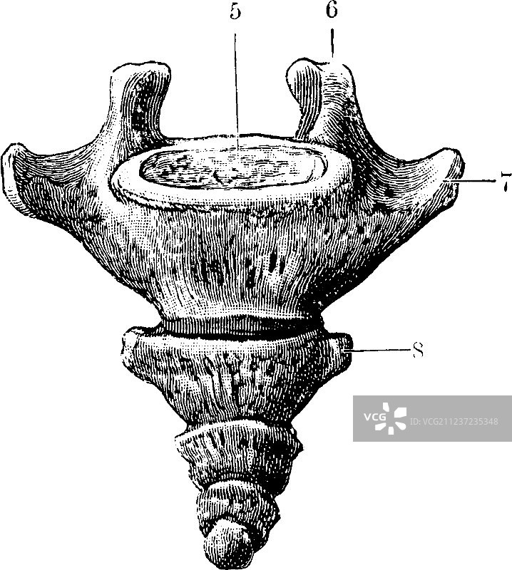 尾骨前表面老照片图片素材