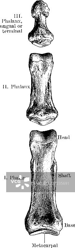 复古指骨图片素材