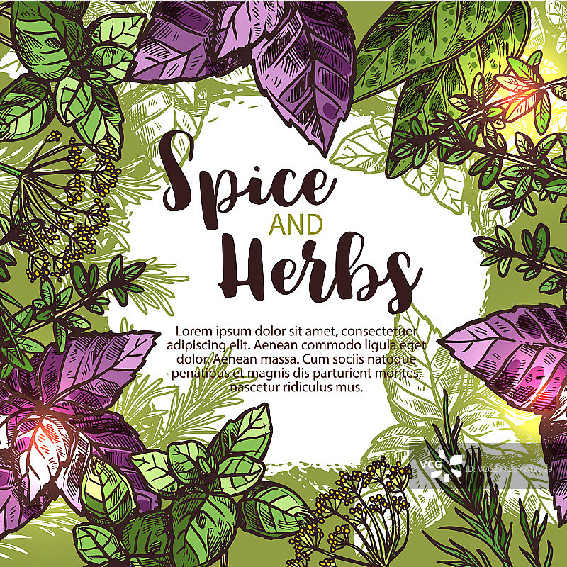 香料草本植物海报图片素材