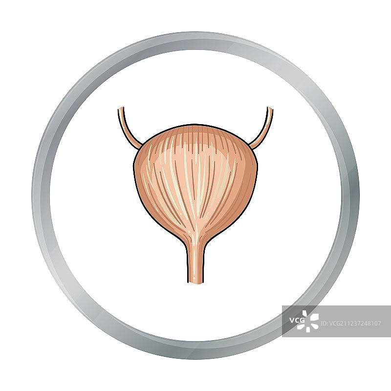 卡通风格的人类膀胱图标图片素材