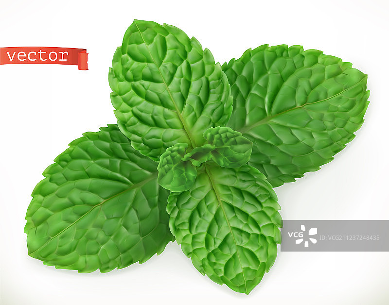 薄荷叶3D逼真图标图片素材