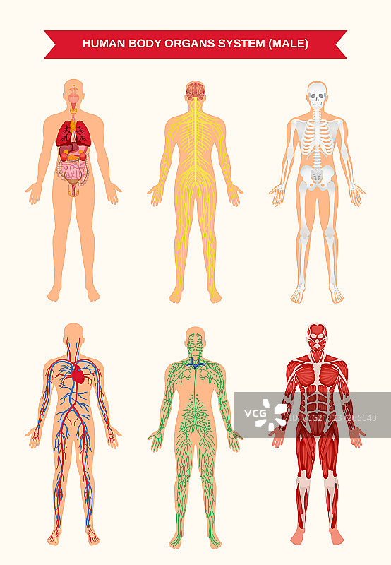 男性身体器官系统海报图片素材