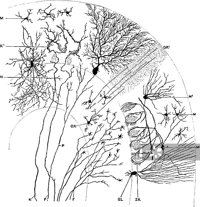 通过小脑叶老式矢状切面图片素材