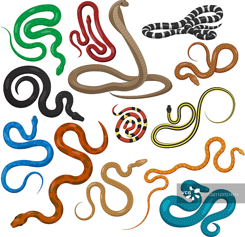 孤立的无腿爬行动物蛇群图片素材