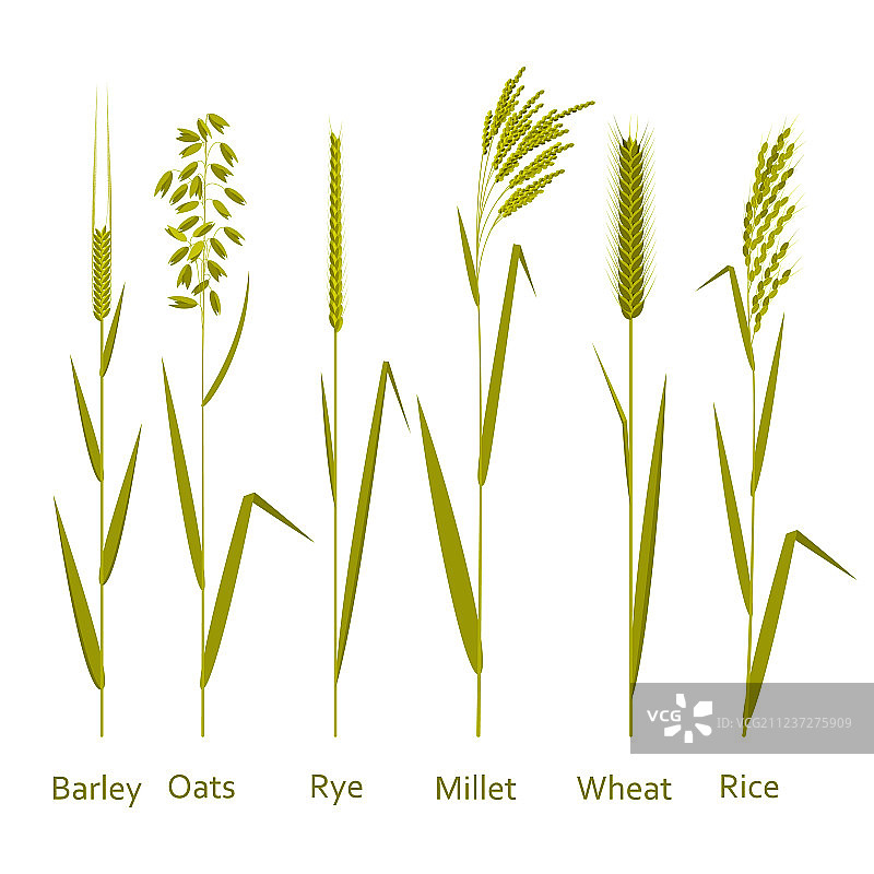 碳水化合物来源的谷物植物图片素材