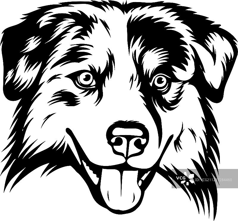 澳大利亚牧羊犬喜乐蒂犬品种宠物面部图片素材