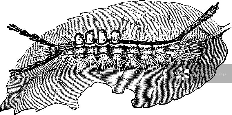 白色斑点苔藓毛虫复古风图片素材