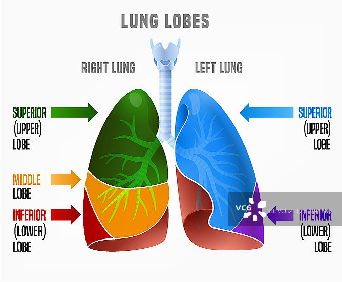 人体肺部信息图图片素材