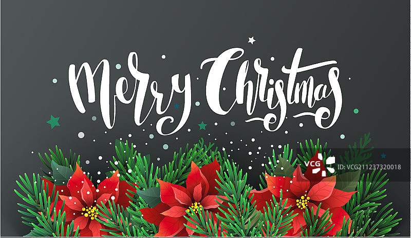 一品红和冷杉树枝圣诞节设计图片素材