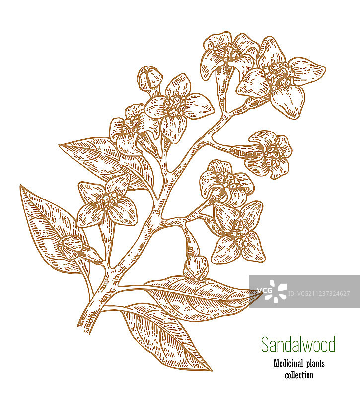 手绘檀香树枝（白色背景）图片素材
