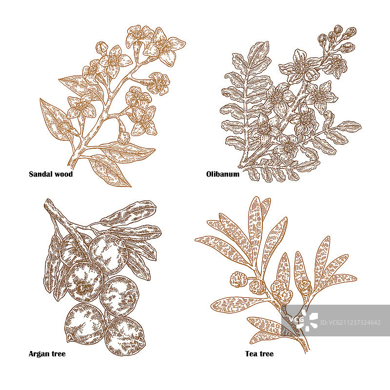 香水化妆品植物手绘速写图片素材