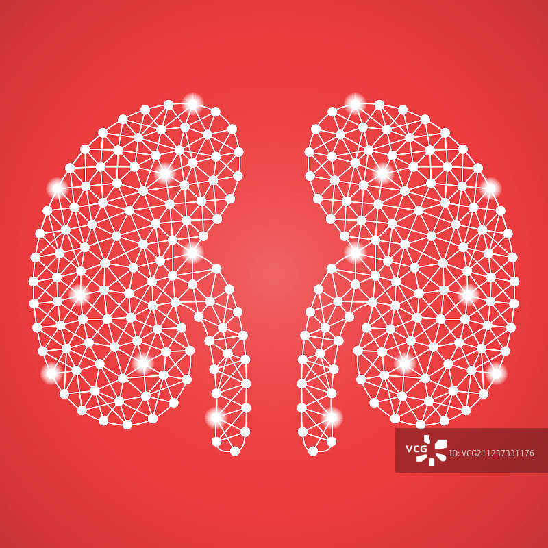 红色背景上的人类肾脏图片素材