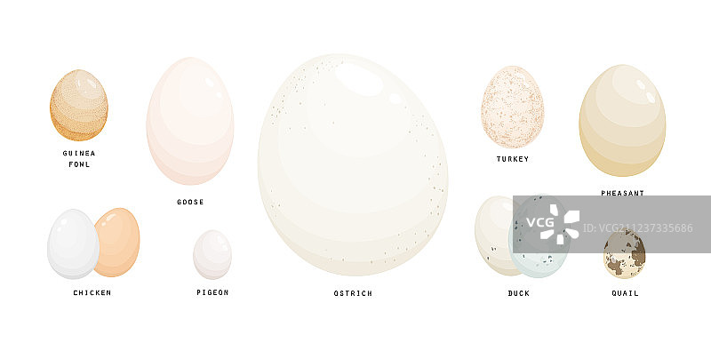 农场鸟类鸟蛋素材合集图片素材