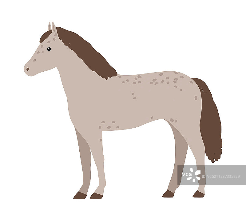 白色背景上可爱的灰色小马图片素材