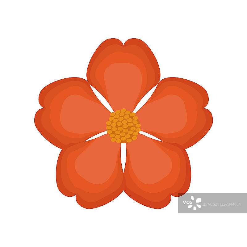 旱金莲花朵春季图片图片素材