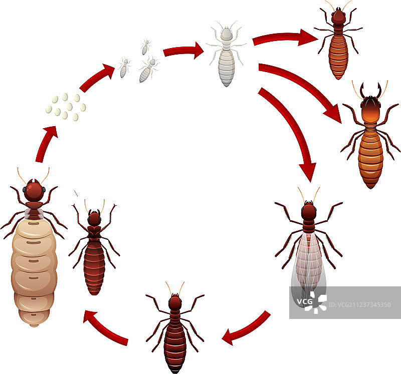 白蚁的生命周期图片素材