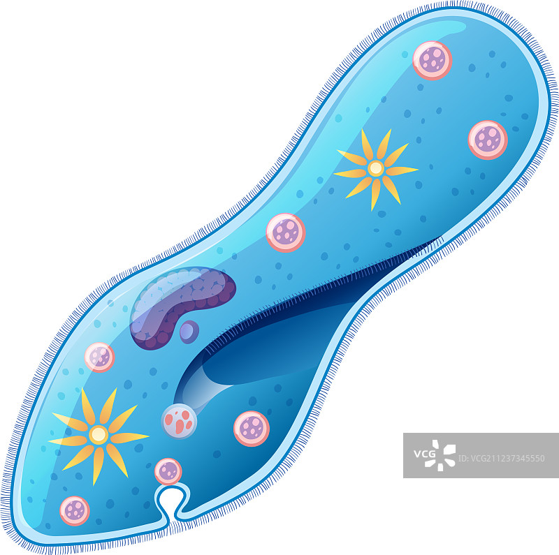 草履虫的特写设计图片素材