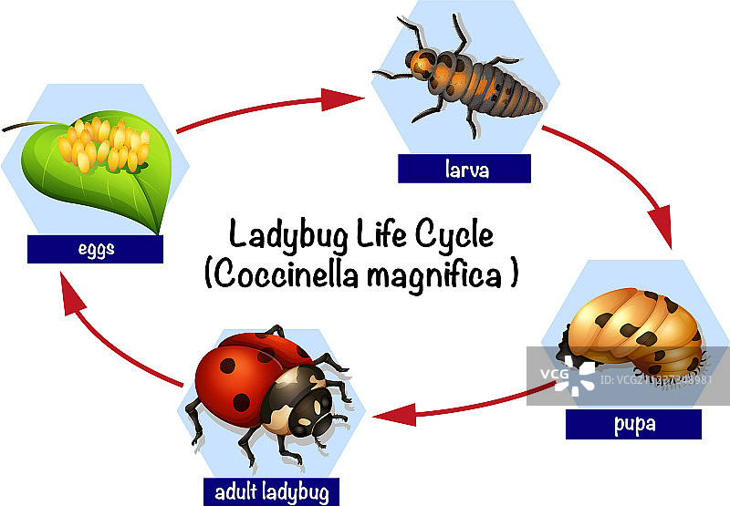 瓢虫的生命周期图片素材