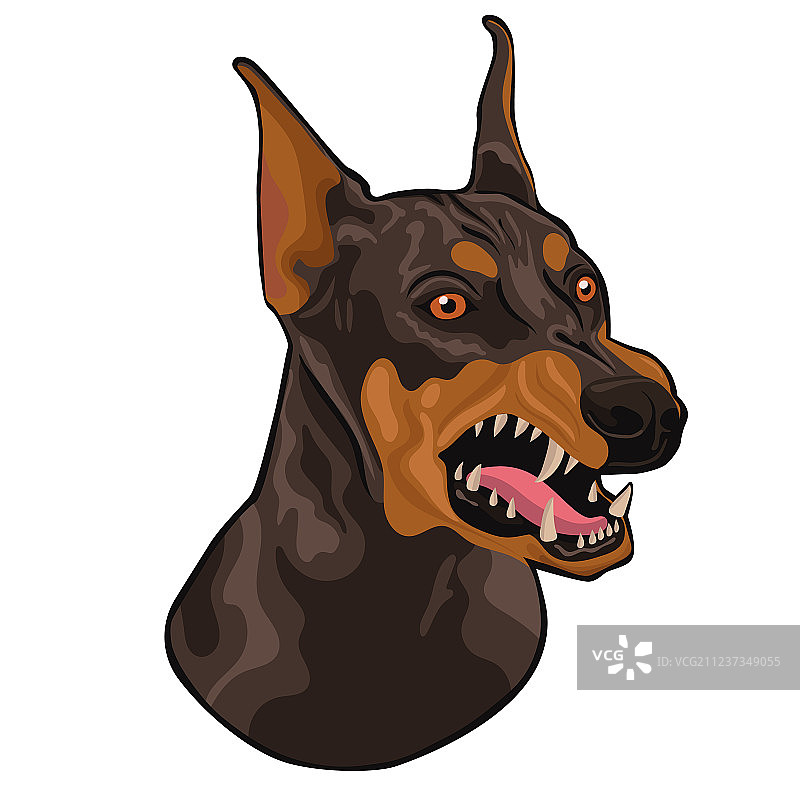 白色背景上孤立的杜宾犬头部图片素材