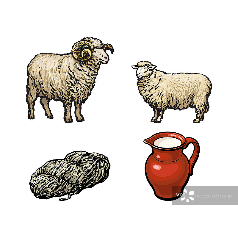 公羊剪羊毛牛奶壶素描图片素材