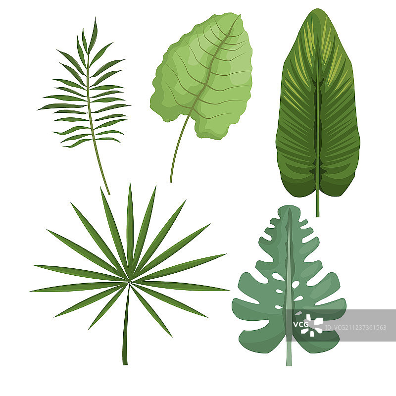不同棕榈树热带树叶素材图片素材