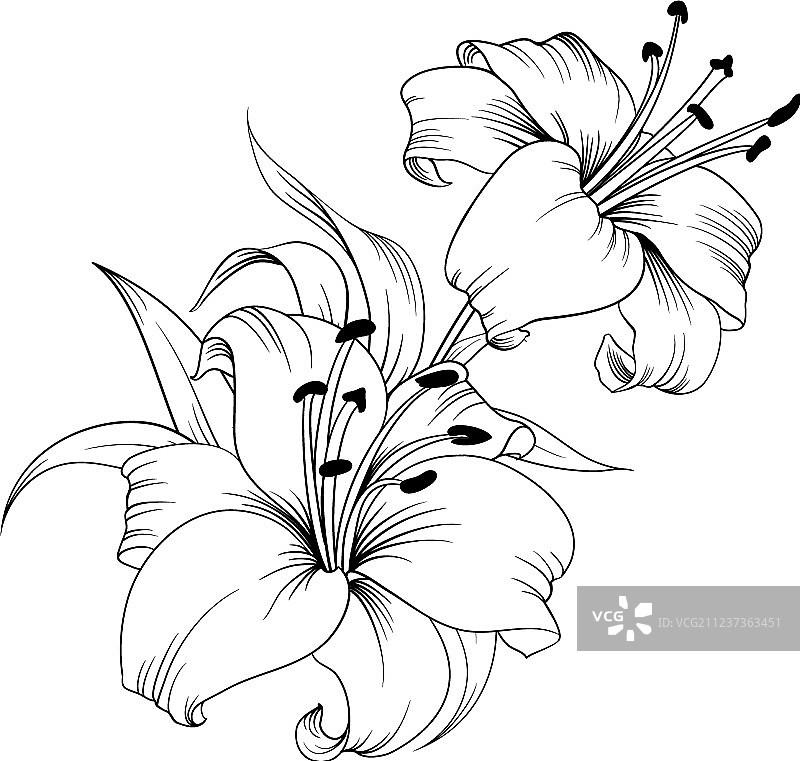 盛开的百合花图片素材