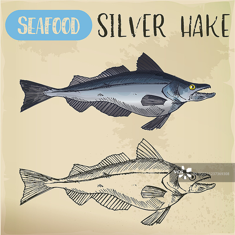 银鳕鱼或新英格兰鱼素描图片素材