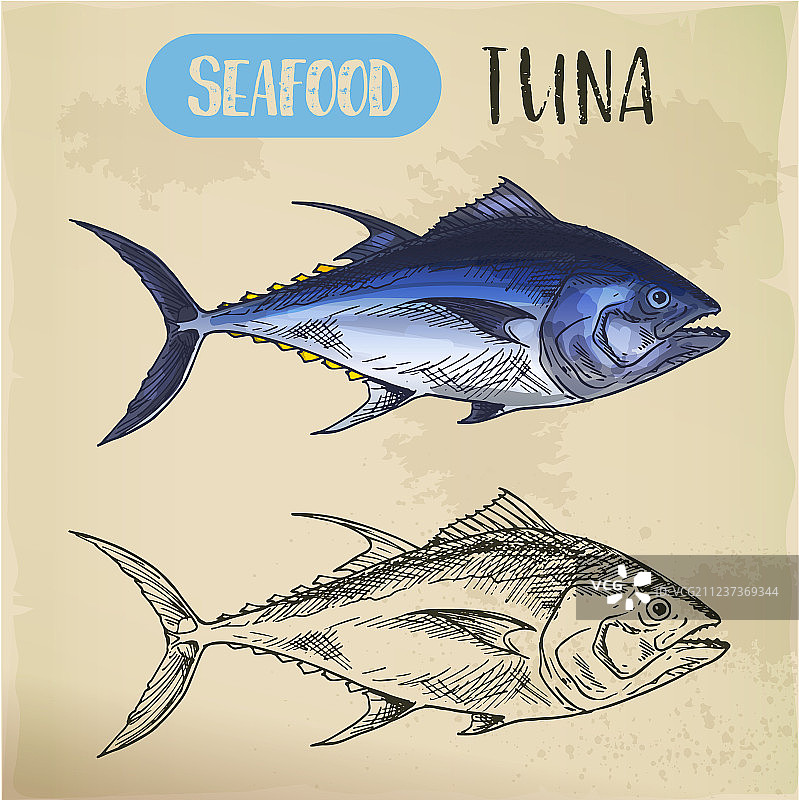 用于标牌的子弹或蓝鳍金枪鱼草图图片素材