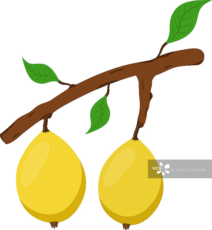 树枝上的马鲁拉异国水果，新鲜素食图片素材