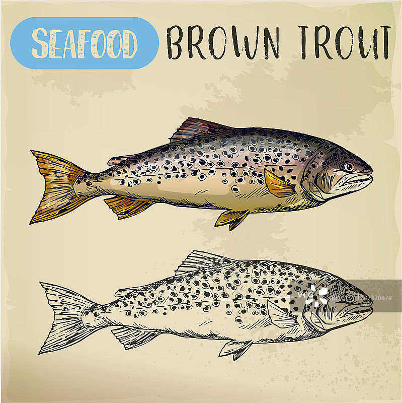 棕色鳟鱼素描：鱼和海鲜图片素材
