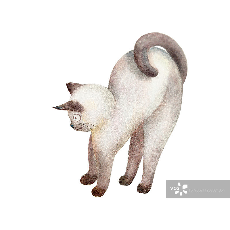 懒猫系列 弓背图片素材
