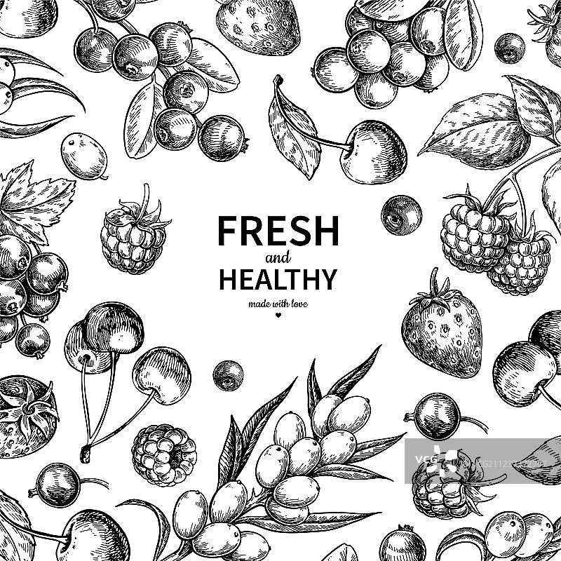 手绘复古野生浆果图片素材