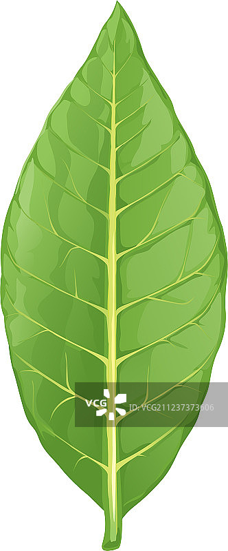 单独的烟叶图片素材