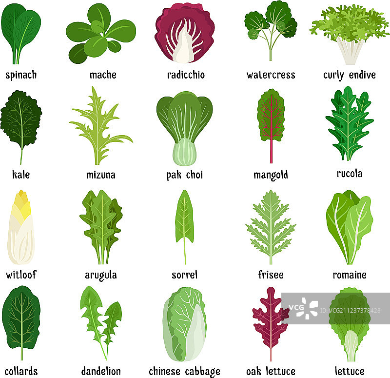 绿叶沙拉拼盘图片素材