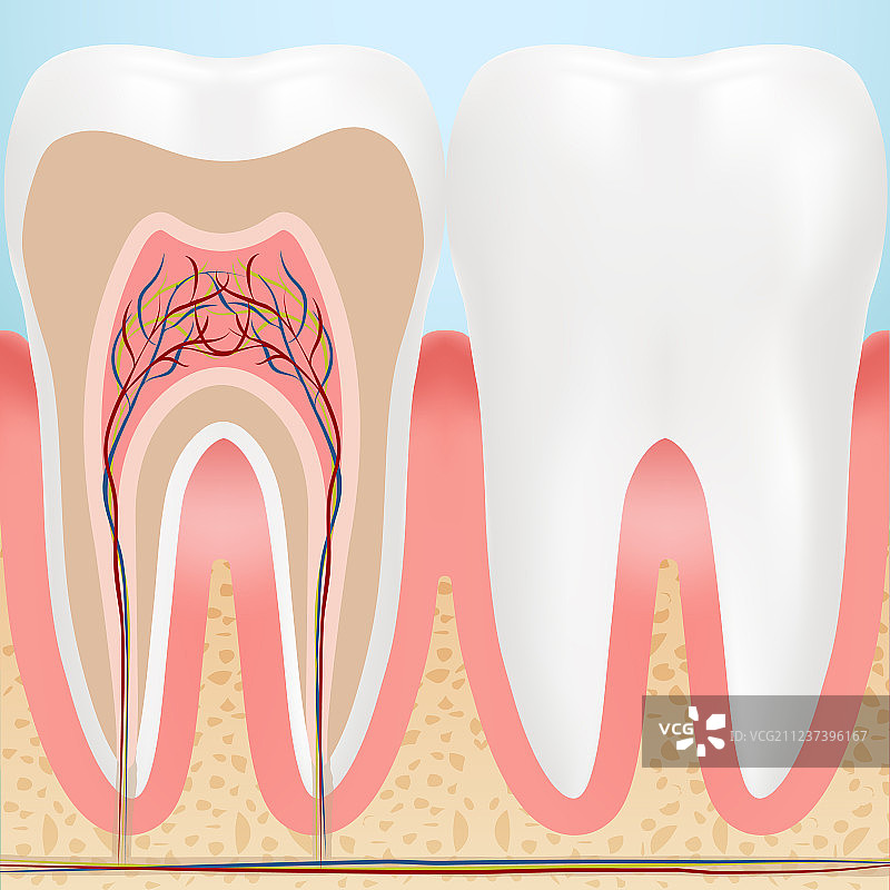 健康牙齿解剖结构（背景已隔离）图片素材