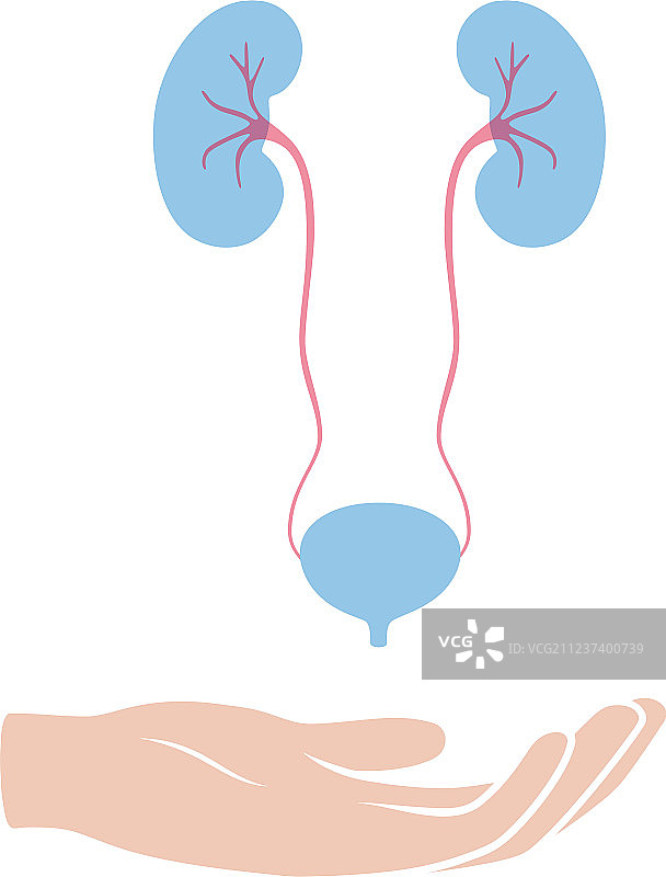 孤立的肾脏图片素材