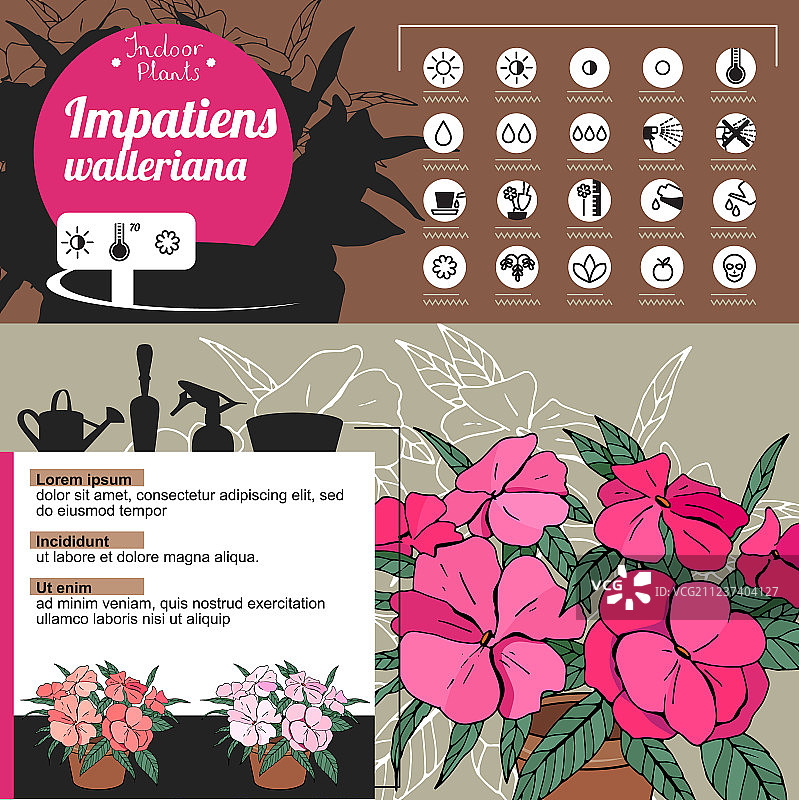 典型室内植物：凤仙花模板图片素材